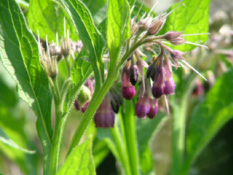 Symphytum officinaleGewone smeerwortel bestellen